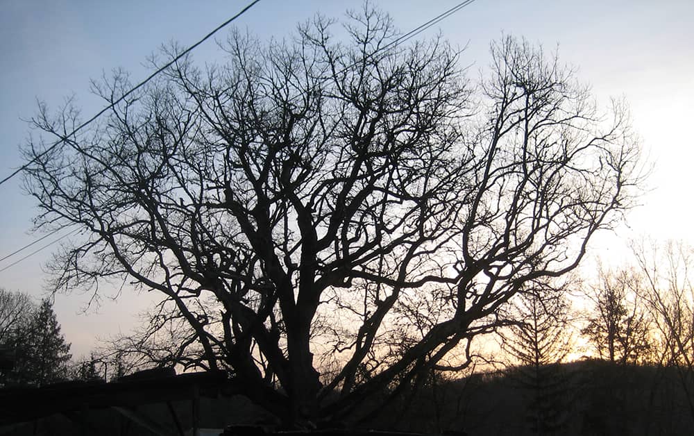 Image décorative du cabinet de psychothérapie Elisabeth Hamont MAs d'Azil en Ariège