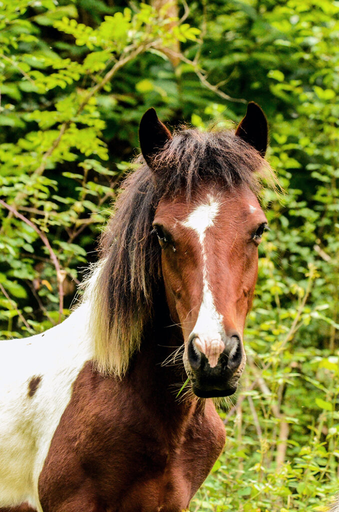 Porrait du poney pottok Nunki 