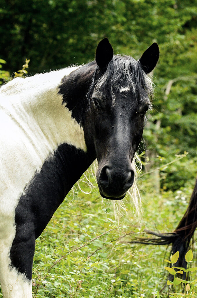 photographie du poney Piment elisabeth Haumont psychothérapeute