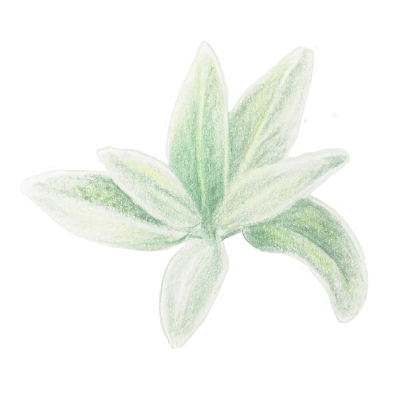 Image décorative du cabinet de psychothérapie Elisabeth Hamont MAs d'Azil en Ariège