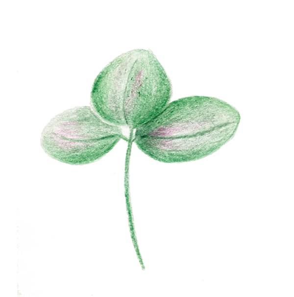 plante decorative pour le site du cabinet Elisabeth Haumont psychothérapeute au MAs d'Azil