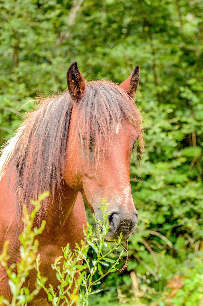 Prortait de la jument Prune 