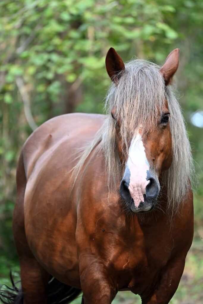 Portrait de la jument Violette